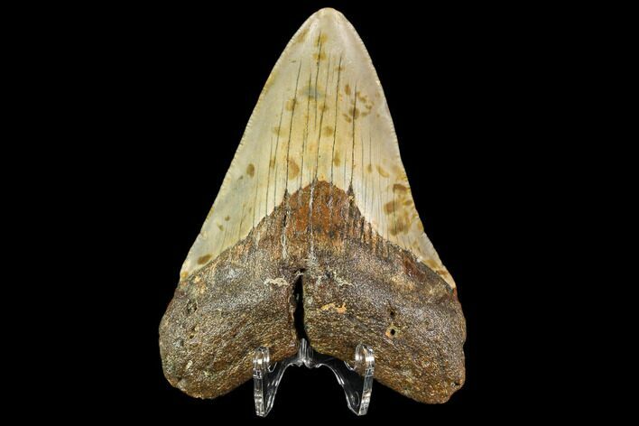 Fossil Megalodon Tooth - North Carolina #109864